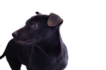 Черный собака на белом фоне
