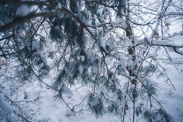 Snow-covered forest on a winter day