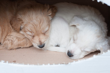 cuccioli di cane trovati abbandonati un bosco in una scatola di cartone, dormono 