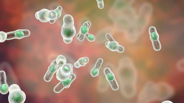 Clostridium difficile bacteria, 3D animation. Spore-forming bacteria that cause pseudomembraneous colitis and are associated with nosocomial antibiotic resistance