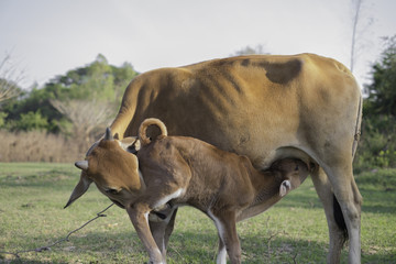 The cow is in the middle of the lawn.