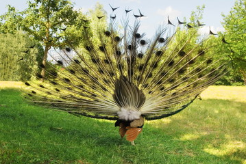Pfau von hinten