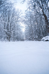 Snow-covered forest on a winter day