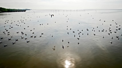 Nature Scenery View of Seagulls Flying and Floating in the Sea with Sun Reflection