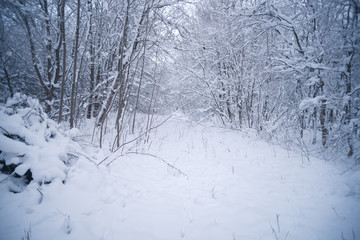 Snow-covered forest on a winter day