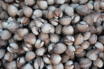 Fresh blood cockle or blood clam (Tegillarca granosa) background. Close-up raw sea cockles clams display for sale at seafood market use for cook steamed blanched cockles clams that very delicious menu