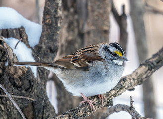 house sparrow