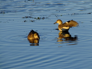 Two female teal on pond at wintertime