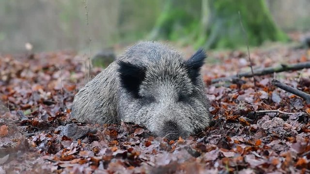 Wildschwein Bache schl&auml;ft im Wald, Schwarzwild, Dezember, (Sus scrofa)