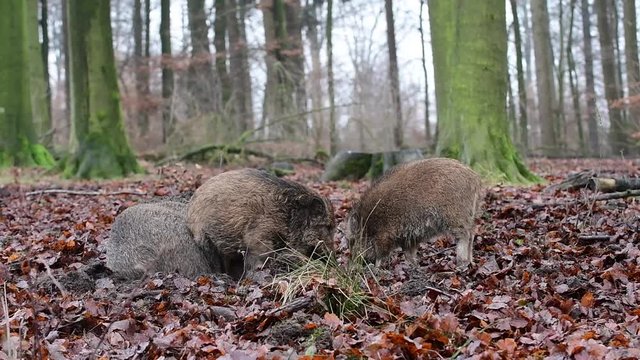 Wildschwein Bache mit Frischlinge im Wald, Schwarzwild, Dezember, (Sus scrofa)