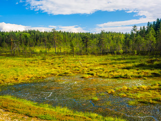Flooded Area With Coniferous Trees In The Background. Landscape of Karelia, Russia.