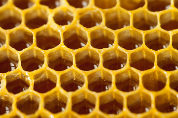 Wellbeing and healthy food series - Studio shot of fresh organic honey in a comb