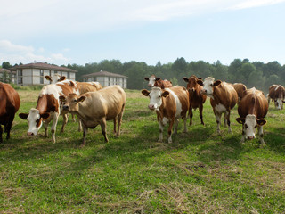 Plakat Cows
