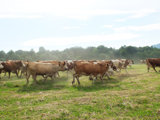 Moving cows
