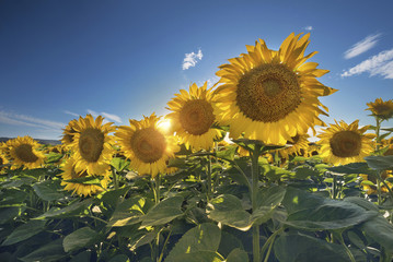 Sunflower field against the sun