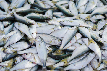 Obraz premium A pile of beautiful small fishes on a counter