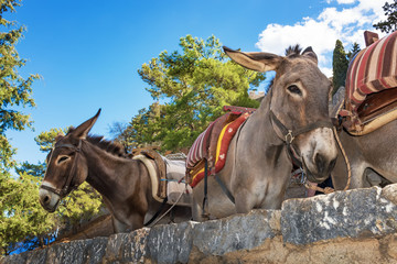 Donkey taxi – donkeys used to carry tourists to Acropolis of Lindos (Rhodes, Greece)