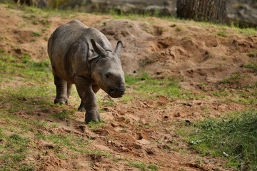 Naklejka na ściany i meble Indian rhinoceros in the beautiful nature looking habitat. One horned rhino. Endangered species. The biggest kind of rhinoceros on the earth.