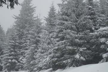 verschneiter Wald