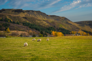 Sheep grazing in Iceland 