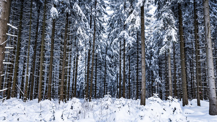 Fototapeta premium Trees in Winter