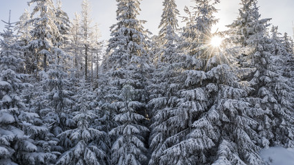 Snowy Trees in Winter