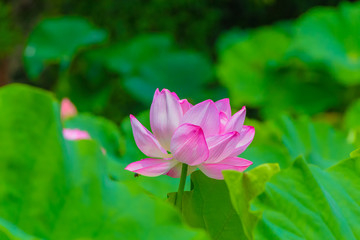 The Lotus Flower.Background is the lotus leaf and lotus bud.Shooting location is Yokohama, Kanagawa Prefecture Japan.