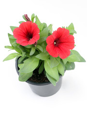 Petunia Petunia flower. Petunia is a plant of the nightshade family with brightly colored funnel-shaped flowers. Floral pattern