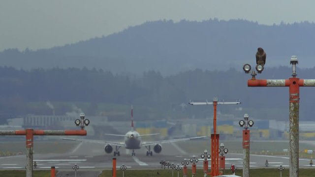 Airplane Taking Off At Zurich Airport With A Mice Buzzard Sitting On A Lamp Signal Post.