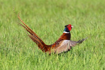 Landscape with wild pheasant (Phasianus colchicus)  on a grassland in Ukraine, 2017.