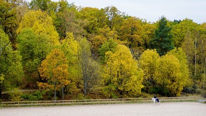 Obraz premium Autumn trees in Sweden