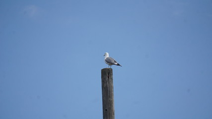 Seagull on top of pole