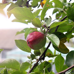 Apple on the tree