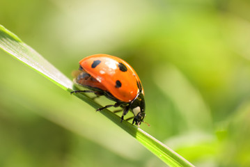 Fototapeta premium ladybug