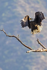 Eagle at tree top perch and nest in the Los Angeles foothills