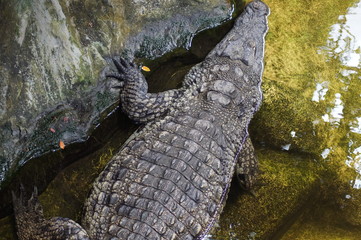 Naklejka premium Krokodil