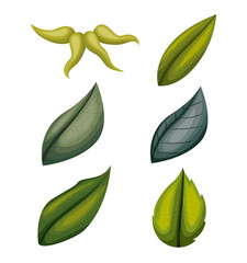 colorful green leafs set in white background