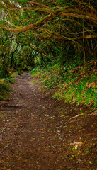 Anaga natural park trail in Tenerife, Canary islands, Spain