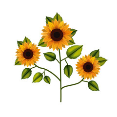 sunflower plant in white background