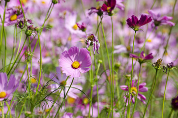 Pink Cosmos Flower with Blurred Background