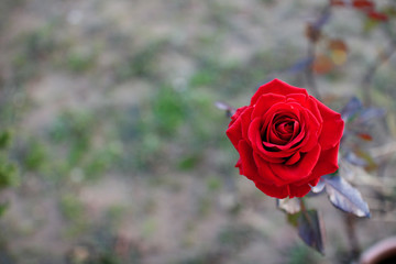 Isolated red rose in the garden