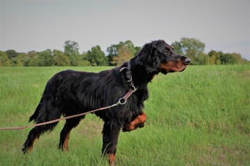 Gordon Setter points