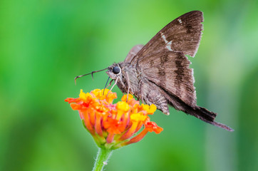 Butterfly perched on a colorful flower in a summer morning