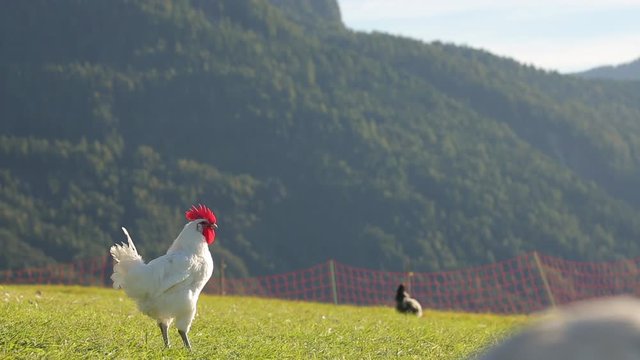 Wake up!Rooster singing in the morning among others