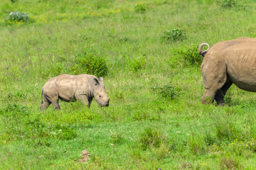 Naklejka premium Rhino Calf Wildlife Animals