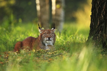 The wild nature of Europe. Beautiful nature of Czech. Photo was taken in the Czech Republic. Occurrence is in the whole of Europe.