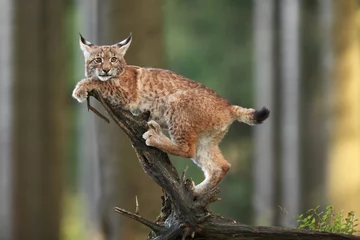 Deurstickers Lynx De wilde natuur van Europa. Prachtige natuur van het Tsjechisch. De foto werd genomen in de Tsjechische Republiek. Komt voor in heel Europa.