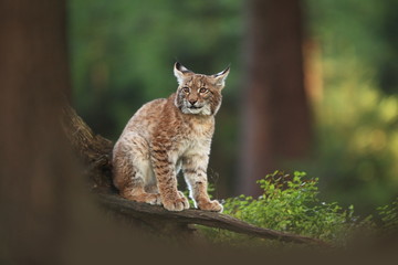 The wild nature of Europe. Beautiful nature of Czech. Photo was taken in the Czech Republic. Occurrence is in the whole of Europe. © Michal