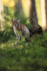 The wild nature of Europe. Beautiful nature of Czech. Photo was taken in the Czech Republic. Occurrence is in the whole of Europe.