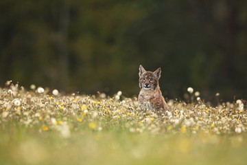 The wild nature of Europe. Beautiful nature of Czech. Photo was taken in the Czech Republic. Occurrence is in the whole of Europe.